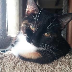 Meet your Posher, Buffalo